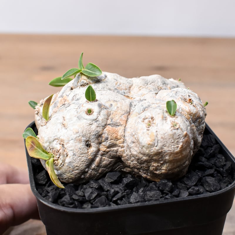 パキポディウム ブレビカウレ 