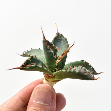 CATEGORY アガベ ハイブリッド エボリスピナ×ブラックアンドブルー/妖