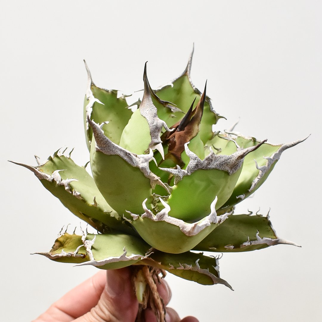 アガベ チタノタ  