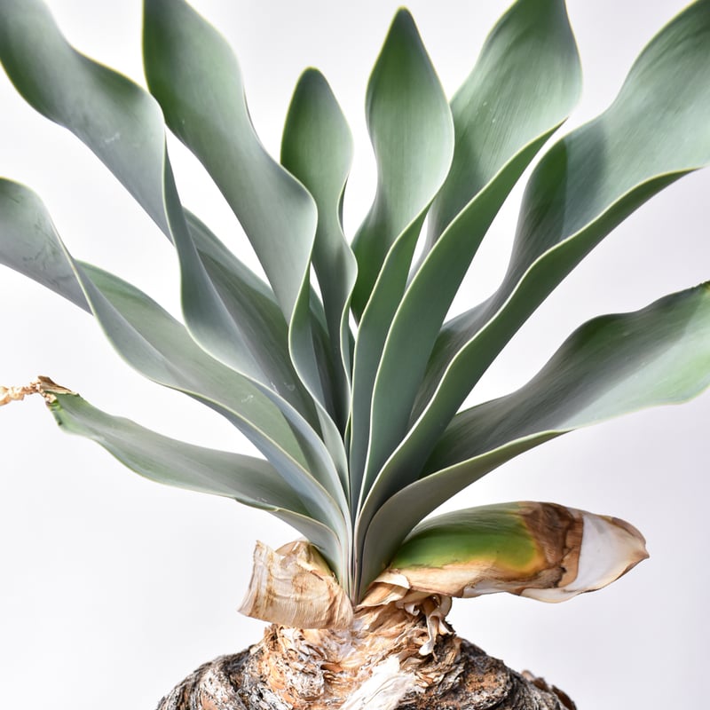 ブーファン ハエマンソイデス 