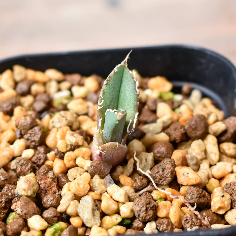 アガベ チタノタ 