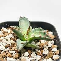 RAFLUMコレクション】アデニア ペチュエリー【現地球/発根済