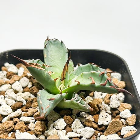 【goodtaniku】Gt台湾星空/Dennis 018 OC子株 goodtaniku】Gt台湾星空/Dennis 018 OC子株