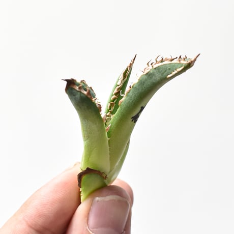 麻花龍 | STORES 麻花龍 | STORES