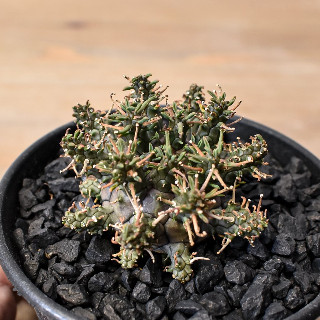 ユーフォルビア デセプタ 【実生】RF25011667 | RAFLUM / ラフラム