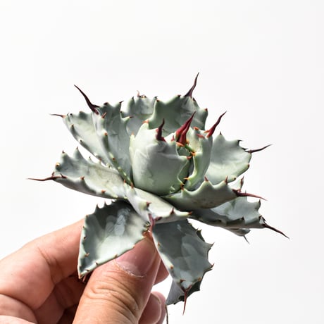 アガベ ハイブリット アメリカ白銀甲蟹(美系白銀)×象牙妖炎【台湾botanical_seeker産/選抜株】RF25011802