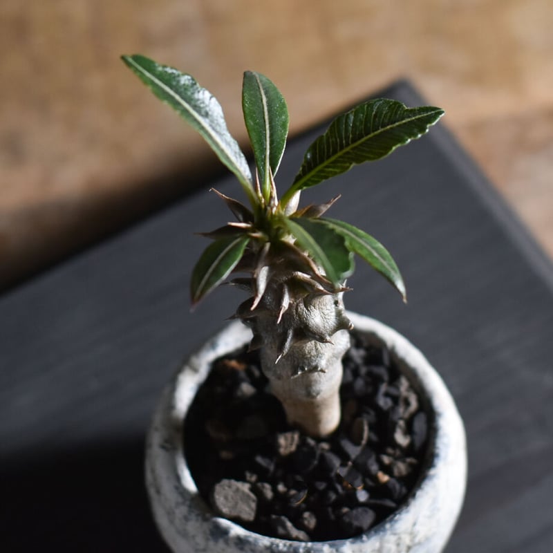 パキポディウム バロニー Sサイズ【激レア希少株!ぷっくりとした塊根 パキポディウム バロニー Sサイズ【激レア希少株!ぷっくりとした塊根