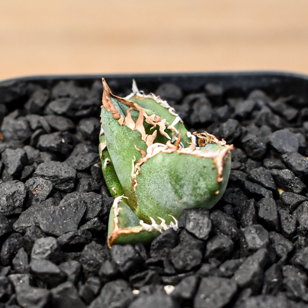 アガベ チタノタ Shi-hao 