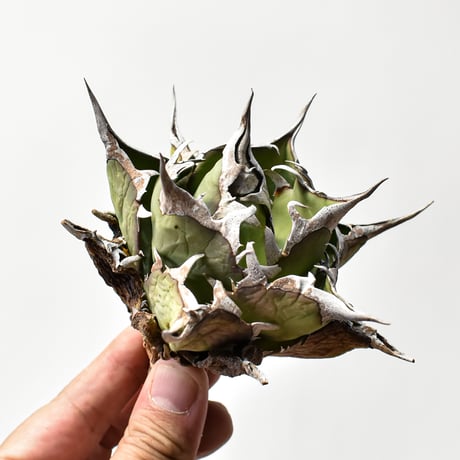 チタノタハデス | STORES