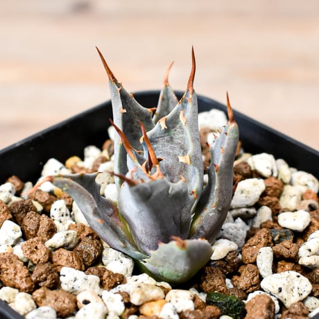 アガベ ハイブリット "邪霊" (特白肌怒雷神×血妖) 【台湾huplants2010産/子株販売】RF25012128