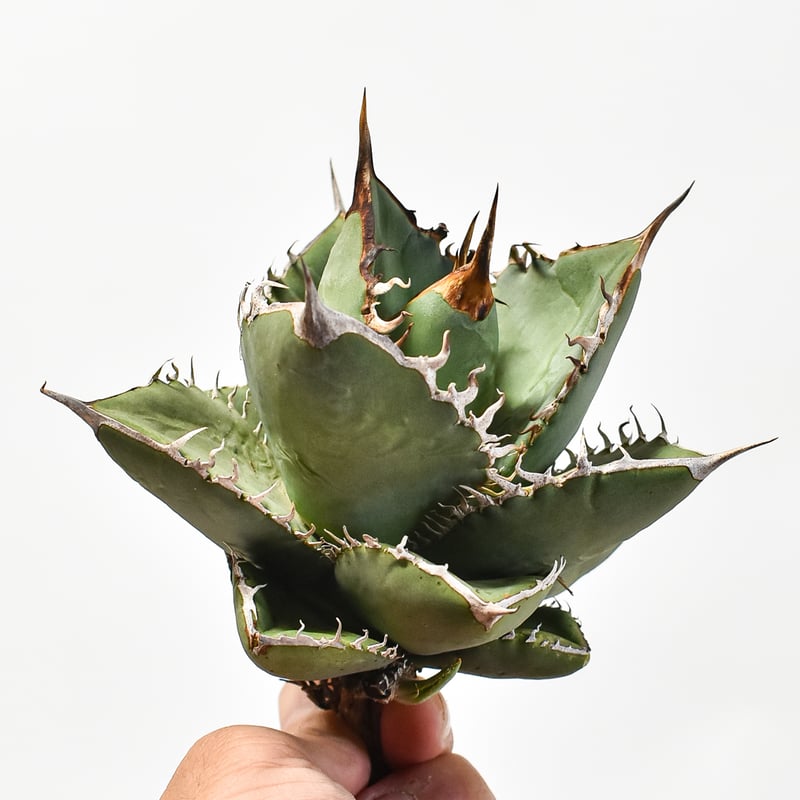 国内実生最高峰】アガベ オテロイ【OSPセレクト株 / 抜き苗 / 実生】44