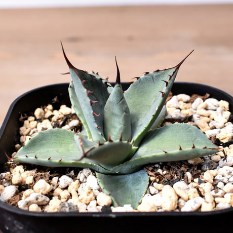 アガベ ハイブリット 曙光 ×（パラサナ、イシスメンシス）【台湾botanical_seeker産】C RF25011574