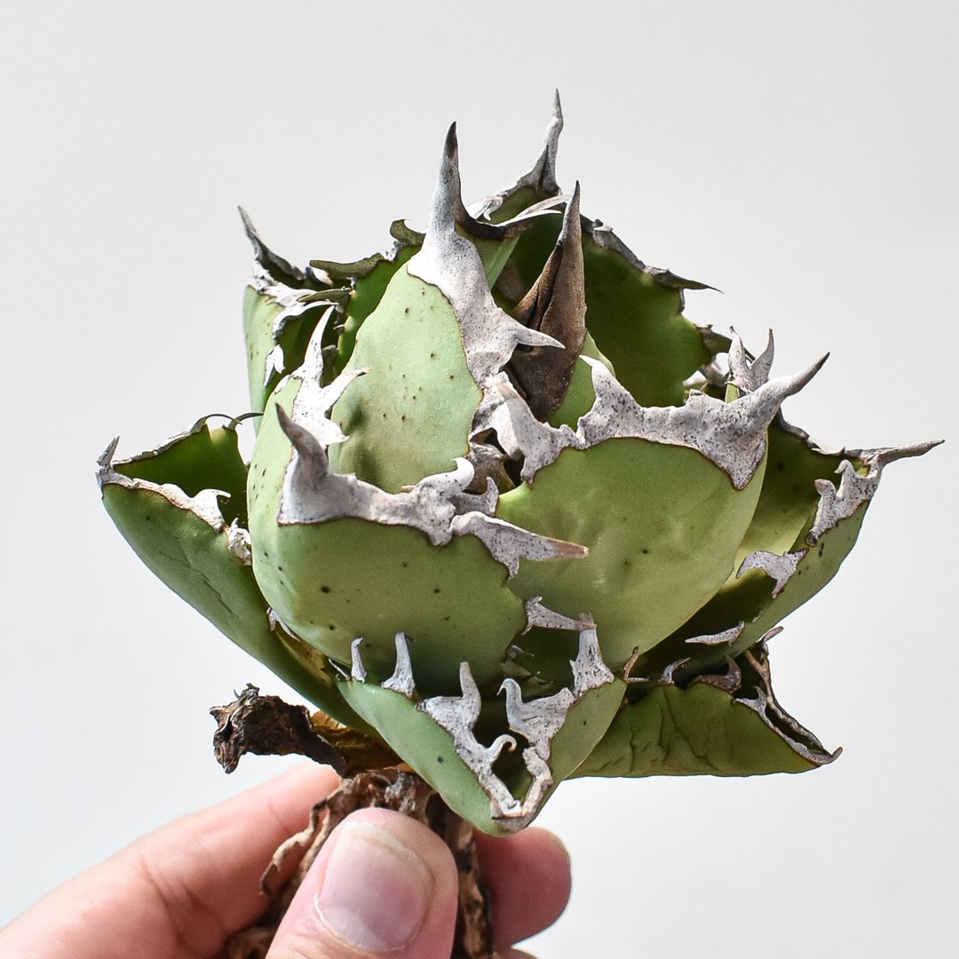 アガベチタノタDragon Agave クラブ　螃蟹 アガベ チタノタ クラブ 