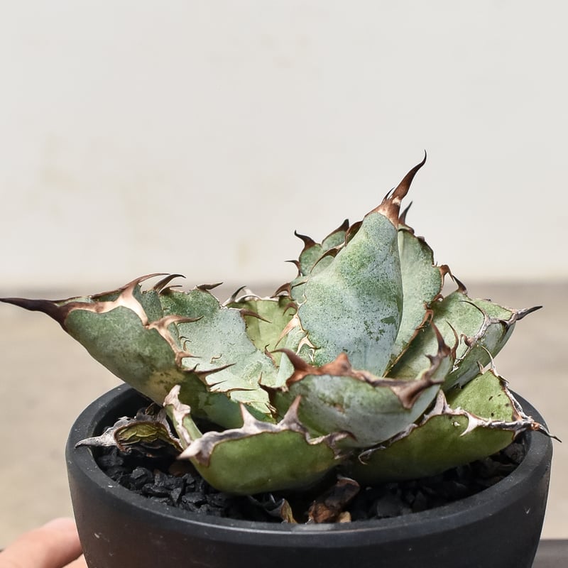 アガベ チタノタ ブラックアンドブルー 