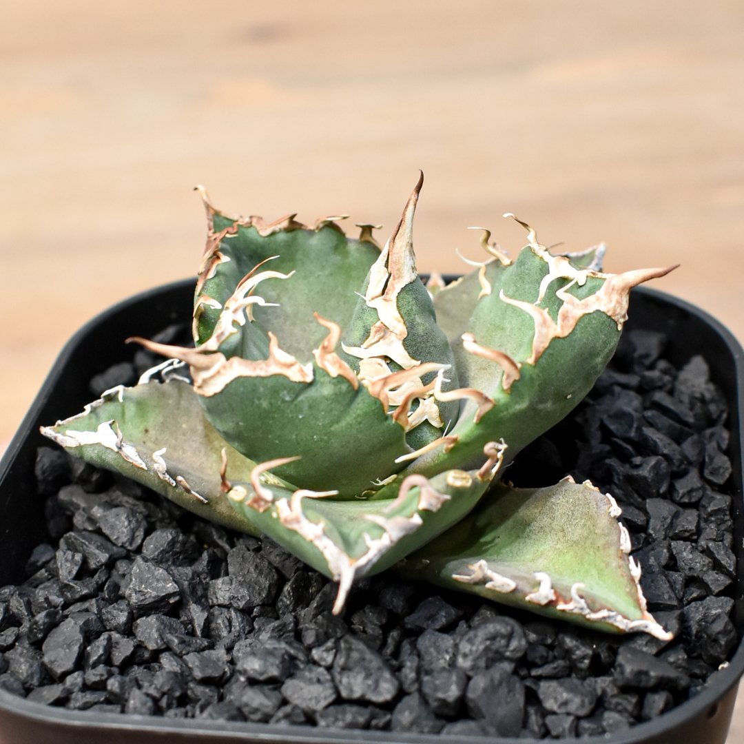 アガベ チタノタ ゼウス 