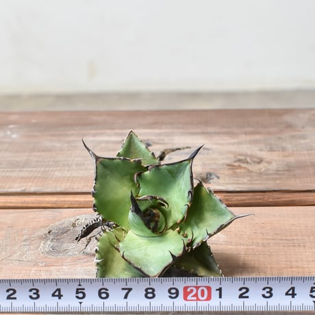 アガベ チタノタ ハデス / 黒帝斯、恐竜牙歯 【台湾 dragon agave産/TC子株/抜き苗】DG2402013