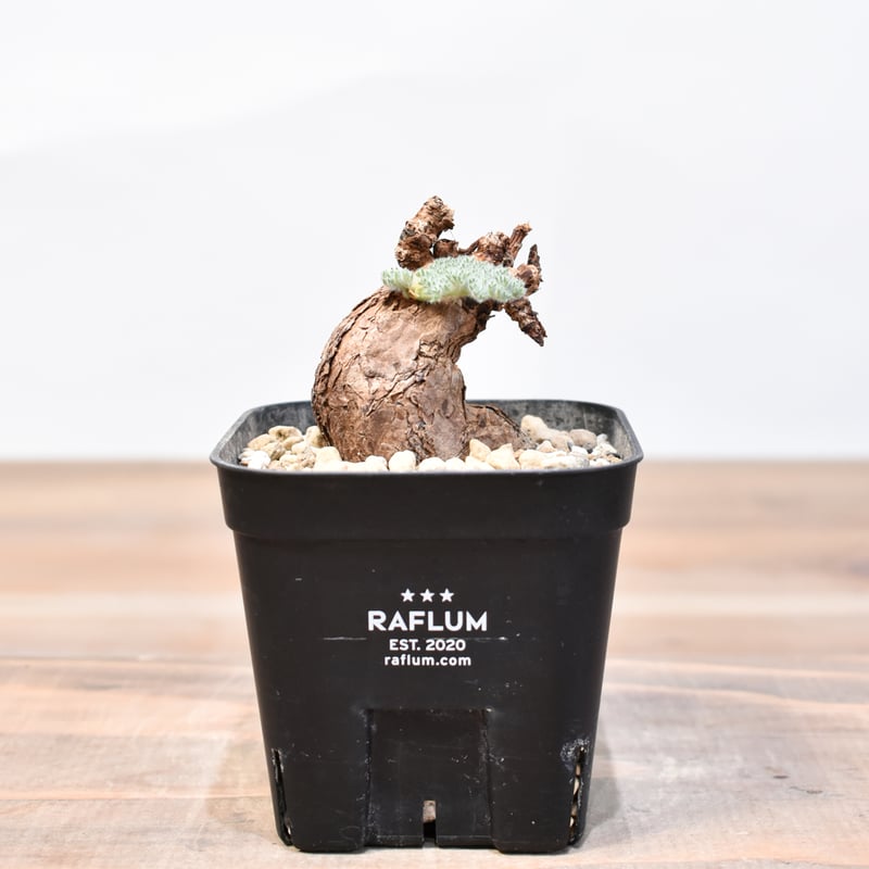 ペラルゴニウム　トリステ　発根済み ペラルゴニウム トリステ 【発根済】A | RAFLUM / ラフラム｜東京