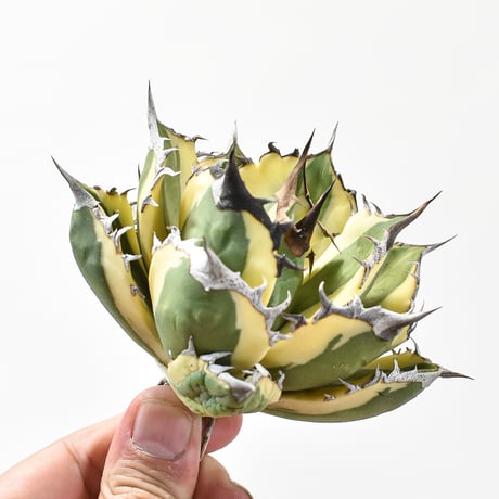 アガベ チタノタ スナグルトゥース "暴牙"【台湾 dragon agave産/中株/抜き苗販売】C DG2402827(T)