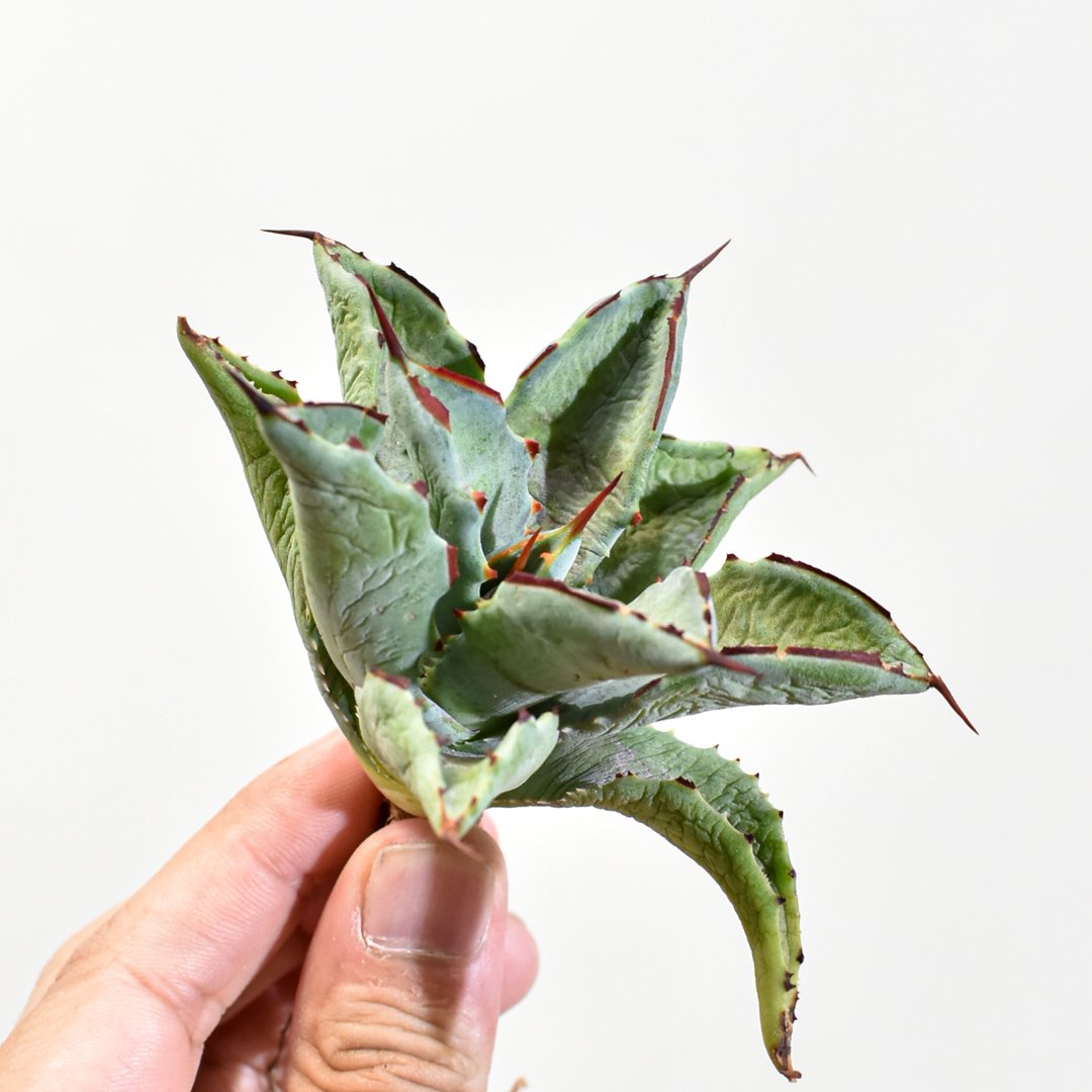 【日本未発売】ROBIN STUDIO Agave baby 羅本製所 日本未発売】ROBIN STUDIO Agave baby 羅本製所 Roshi - Roshi