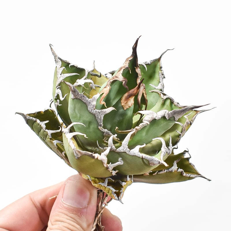 アガベ シーザー 中株 【公式通販】