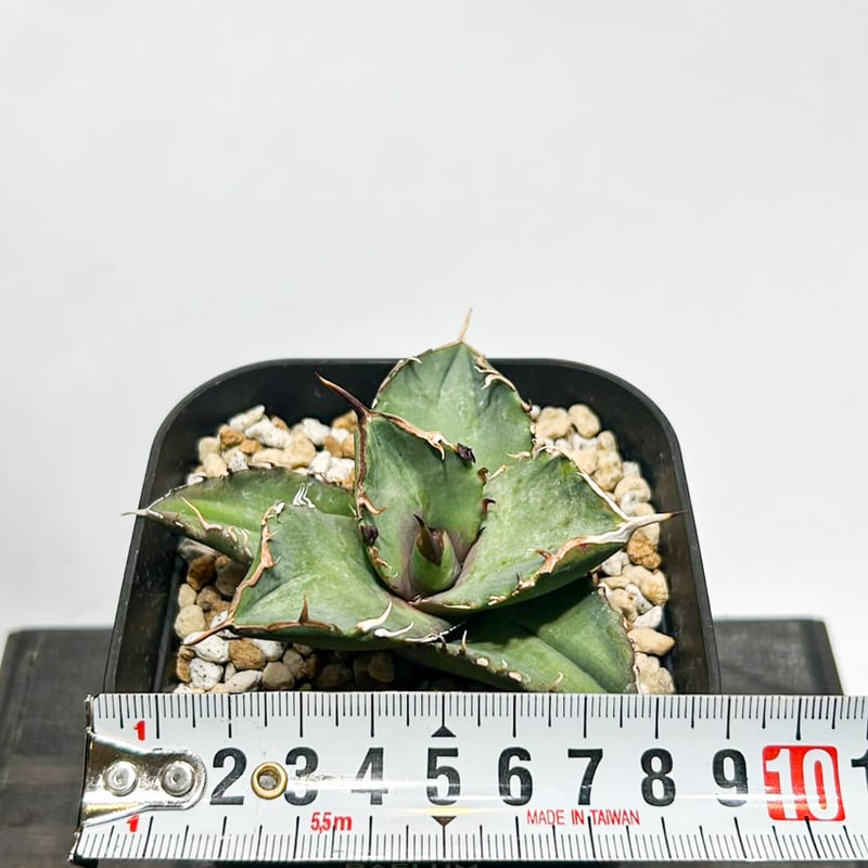 アガべ チタノタ 