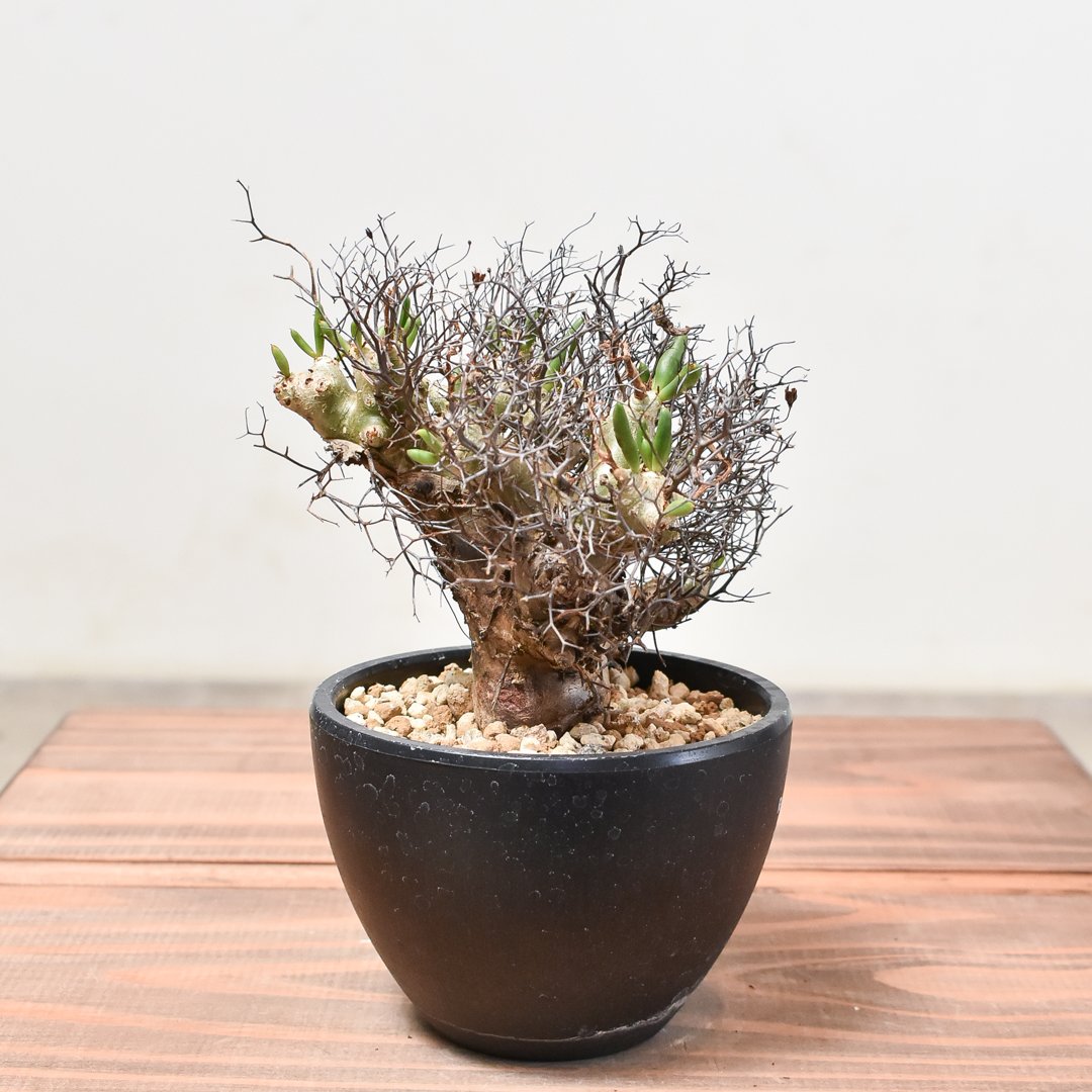 チレコドン レティキュラータス 万物想 挿木発根済み 成長記録]チレコドン・レティキュラーツス(万物想)の挿し木