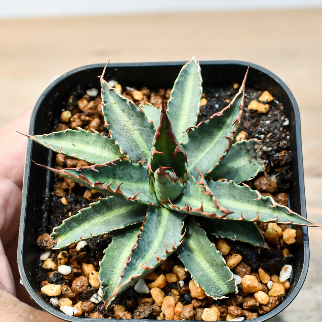 アガベ ハイブリット 