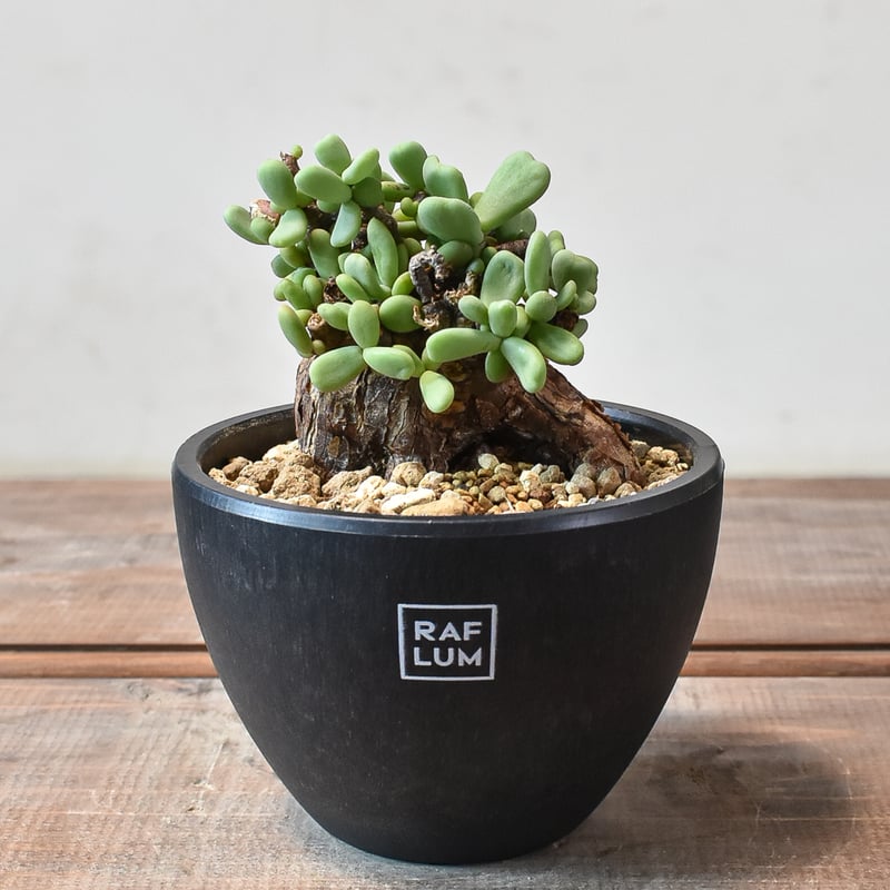 ケラリア ピグマエア 【発根済】T GM2402449 | RAFLUM