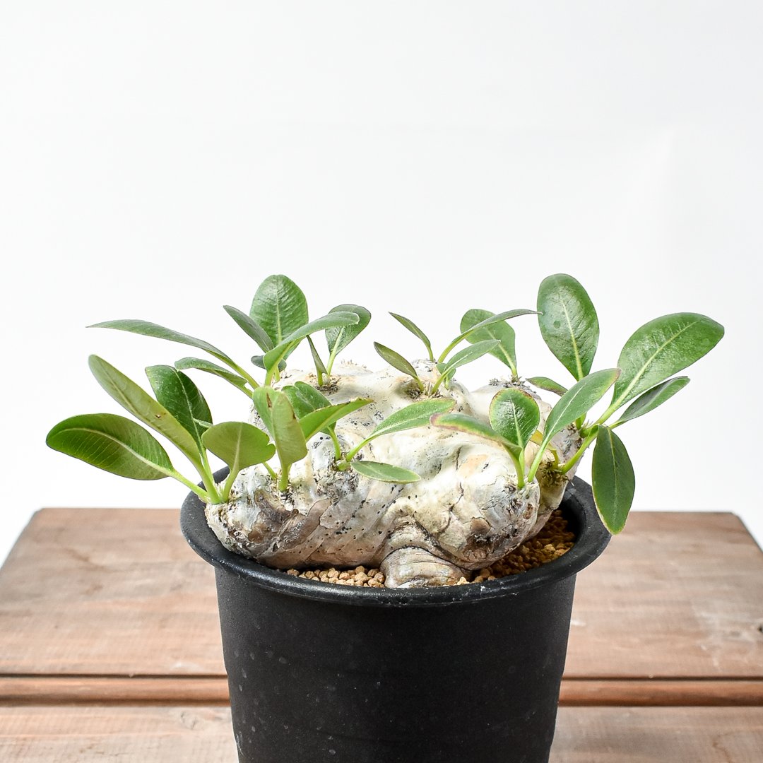 パキポディウム ブレビカウレ 