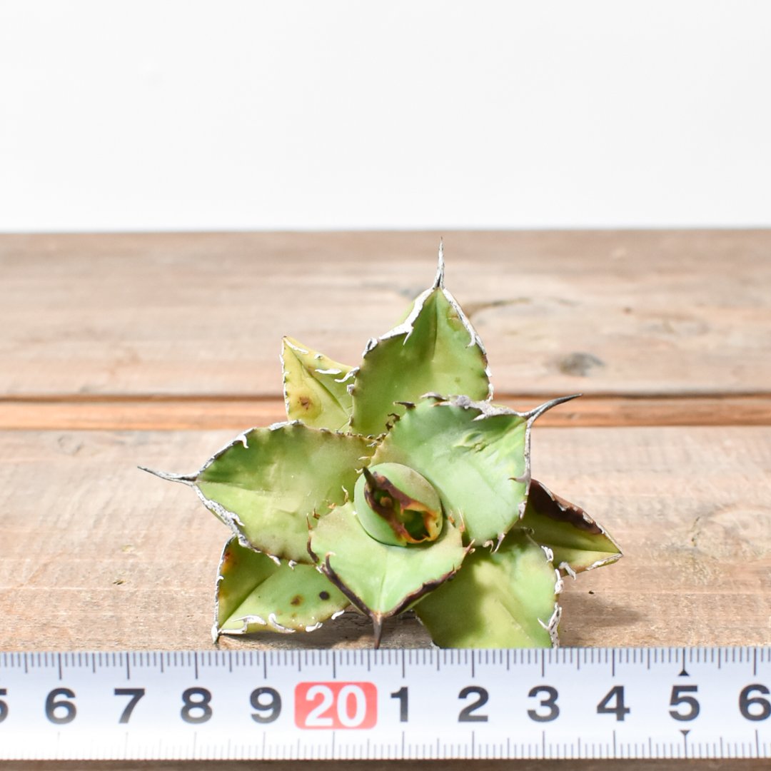 アガベ チタノタブラックドラゴンBlack Dragon /虎鯨鉢ごと発送