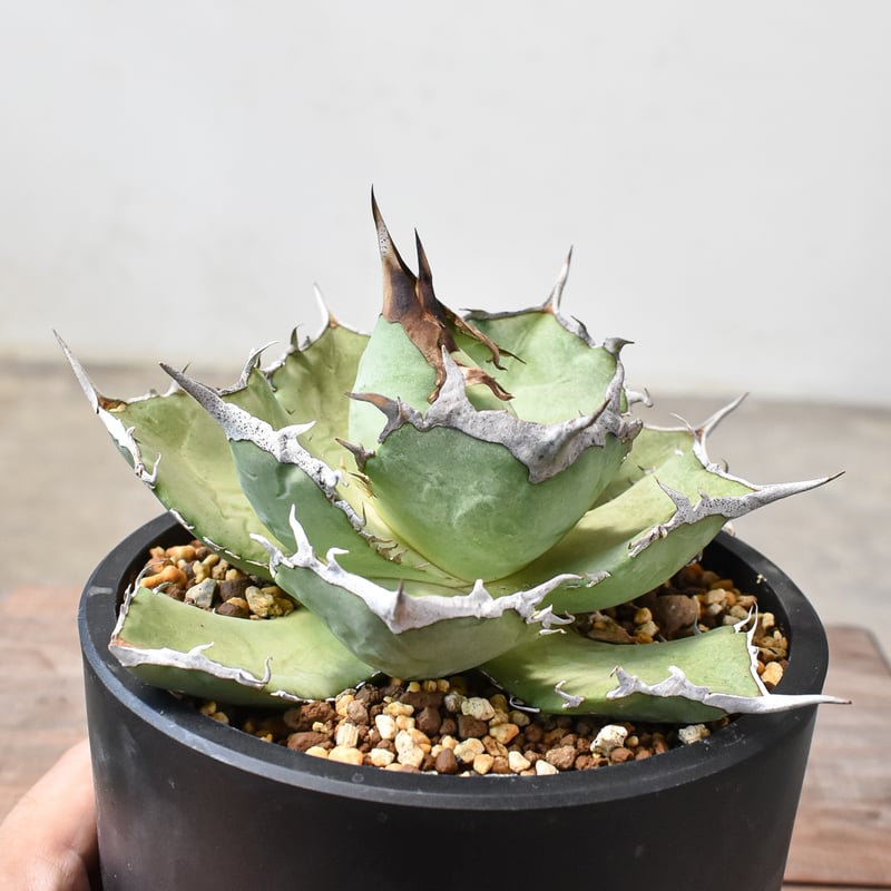 j*u様 F11384★オークション販売★イラン産 アガベ チタノタドラゴンクロ j*u様 F11384☆オークション販売☆イラン産 アガベ チタノタドラゴンクロ