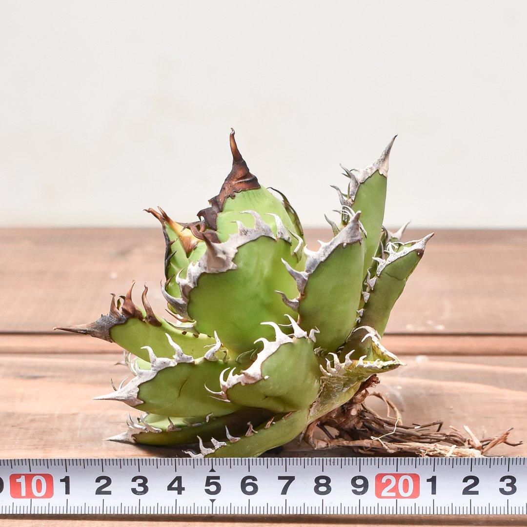多肉植物アガベ・チタノタ・レッドキャットウィーズル/赤猫 美株 発根