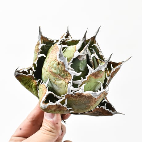 アガベ チタノタ “ボールタイプ白鯨”  "精品老白鯨”【台湾 dragon agave産/抜き苗/中株】G DG25010044(T)