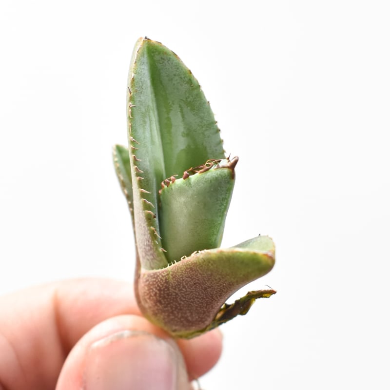 アガベ チタノタ 