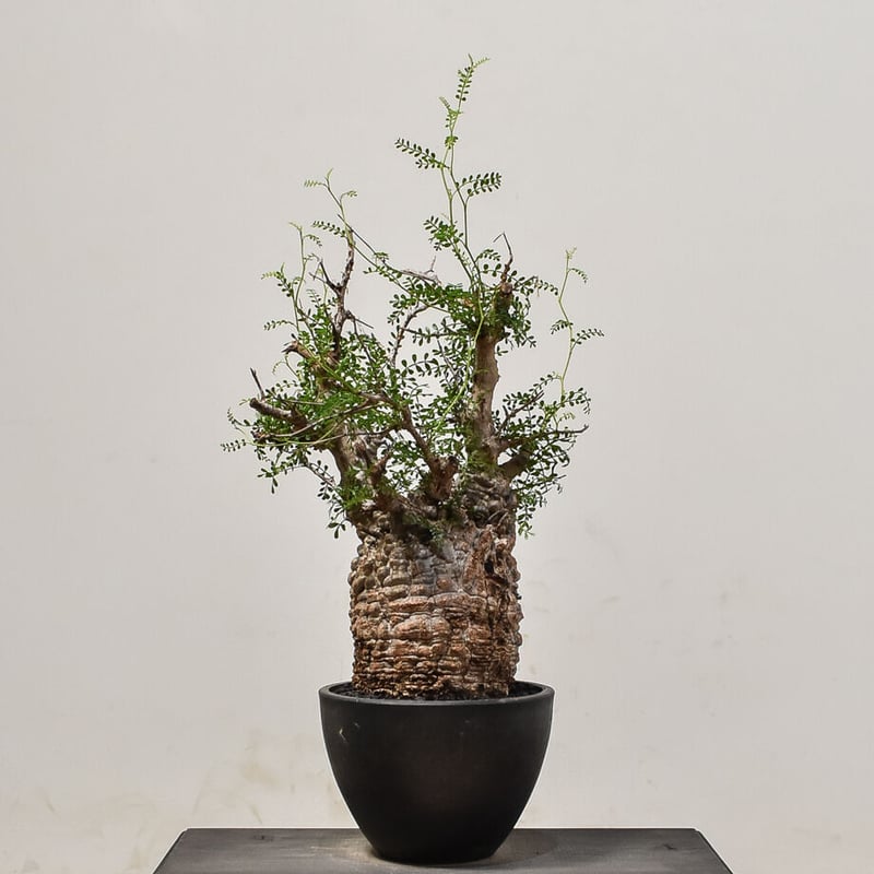 パキプス　ベアルート　チャレンジ株 今回パキプスのベアルート株販売は 大阪33株 東京33株 となり