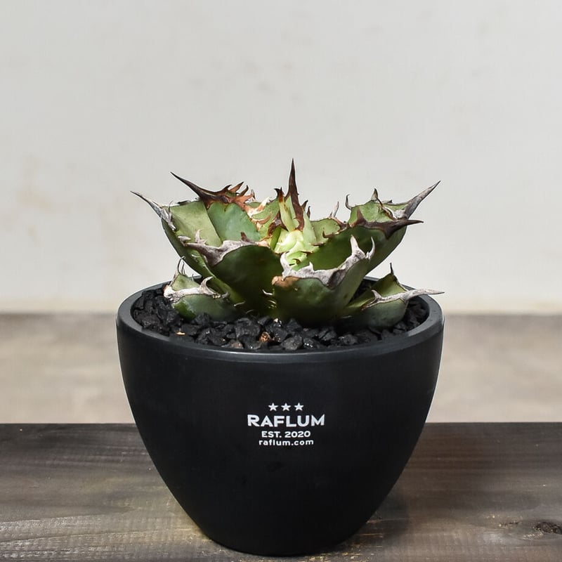 アガベ チタノタ フェニックス 