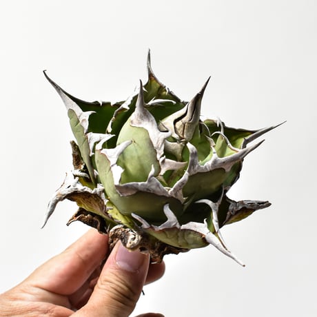 アガベ　ハデス　中株 アガベチタノタハデス | STORES