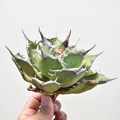 アガベ巨獣 | STORES