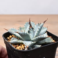 希少！大株！アガベ　ブルーフレーム　ハイブリッド 希少！大株！アガベ ブルーフレーム ハイブリッド Yahoo