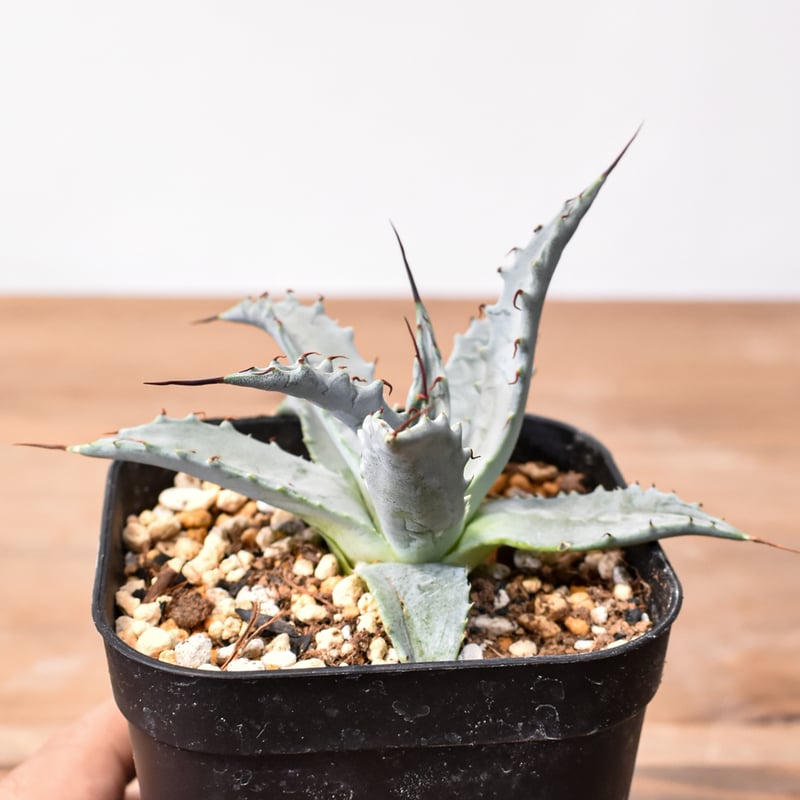 アガベ ハイブリット 雷帝×妖炎(イシスメンシス×ユタエンシス) 【台湾