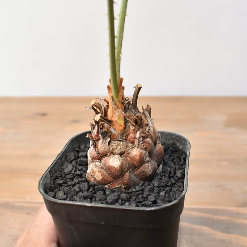 サイカス カイルンシアナ 【実生】RF25011358 | RAFLUM / ラフラム