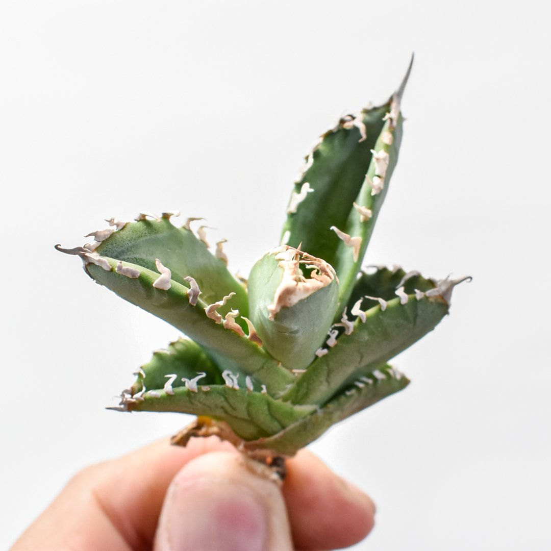 アガベ チタノタ ゴジラ 