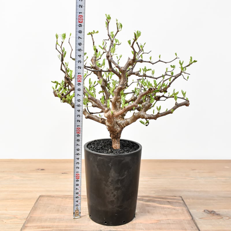 センナメリディオナリス 250826 センナ メリディオナリス2.5号 | 植物との暮らし apricot