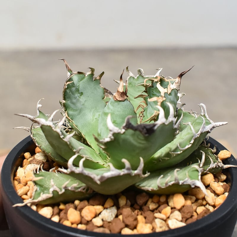 アガベ チタノタ フィリグリー Filigree 圓葉拇指 アガベ・チタノタ 圓葉拇指(フィリグリー)｜agave titanota filigree |