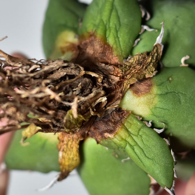 アガベ チタノタ シーザー (抜き苗販売) RF22677 | RAFLUM