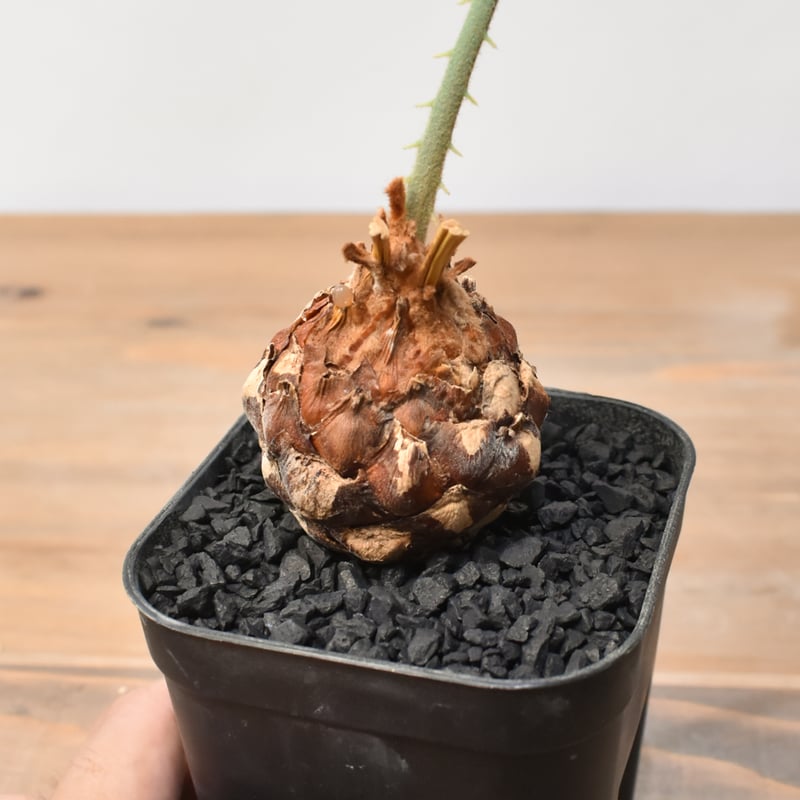 サイカス カイルンシアナ 【実生】RF25011359 | RAFLUM / ラフラム