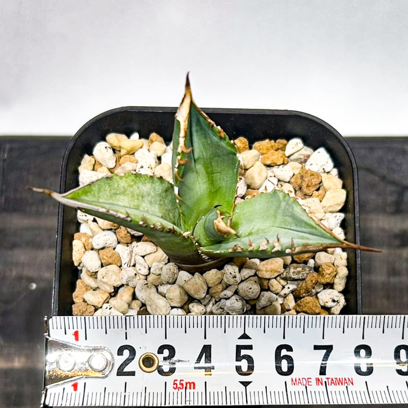 5CLAW】アガベ チタノタ 