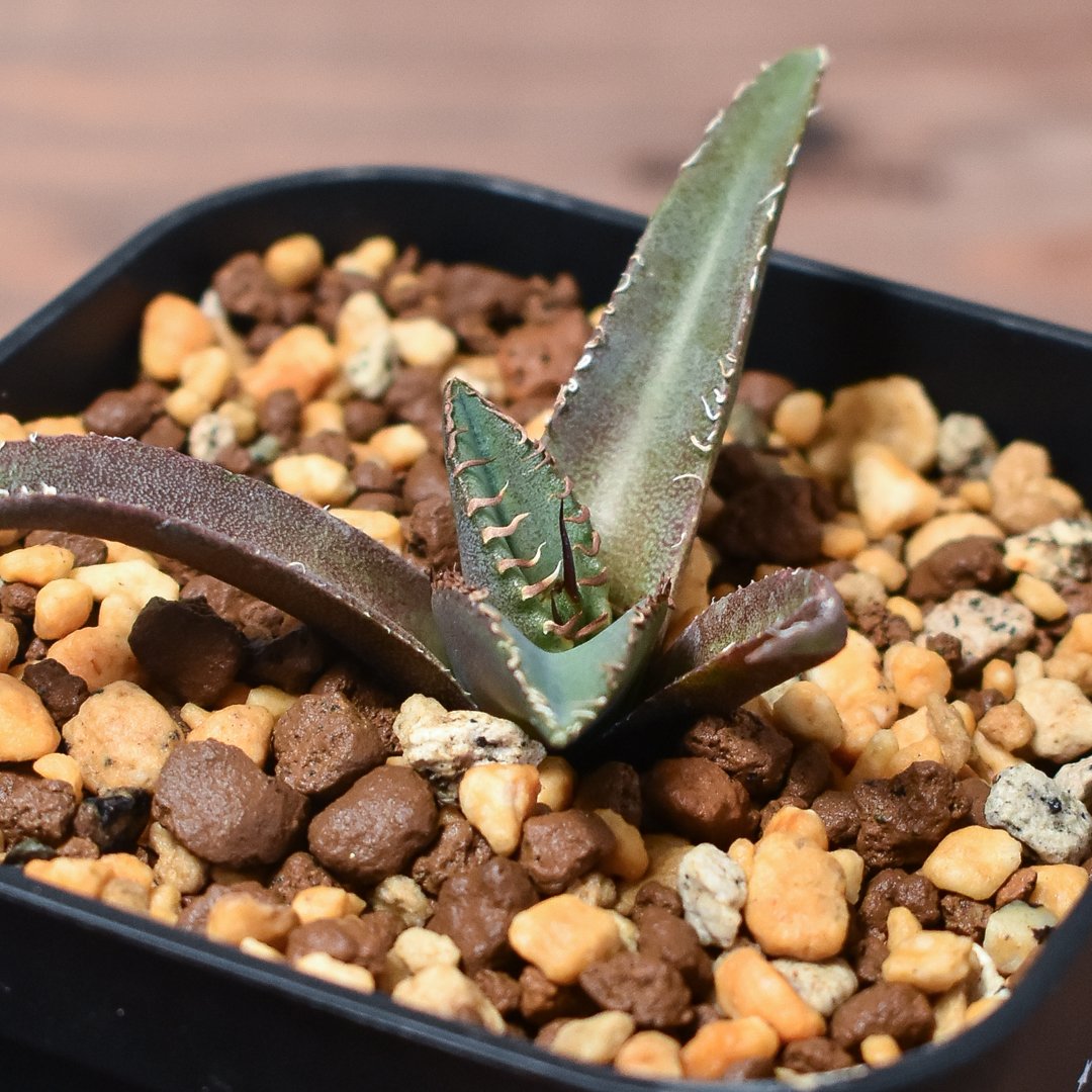 アガベ チタノタ シャークソード 