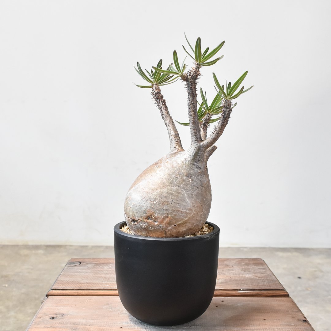 パキポディウム グラキリス 【現地球/発根済み】B HK2402382(T) | RAFLU