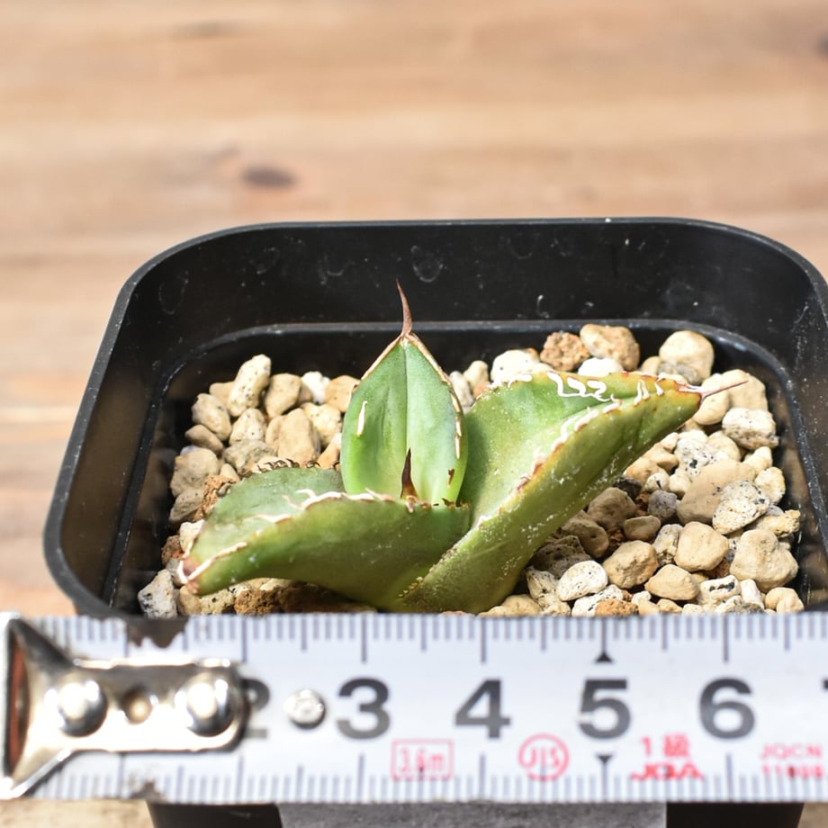 69b0ca9c874c89006c58905e